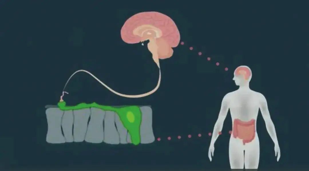 迷走神经紊乱抓哪里,胃肠迷走神经紊乱症状