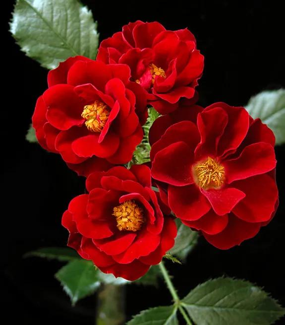 各种形态的花卉,30多种奇异的鲜花供你欣赏收藏