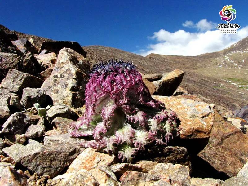 水母雪兔子濒危植物,雪兔子是珍稀保护植物吗