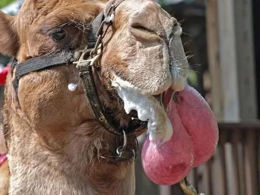 骆驼的身体部位结构,骆驼奇特的身体结构