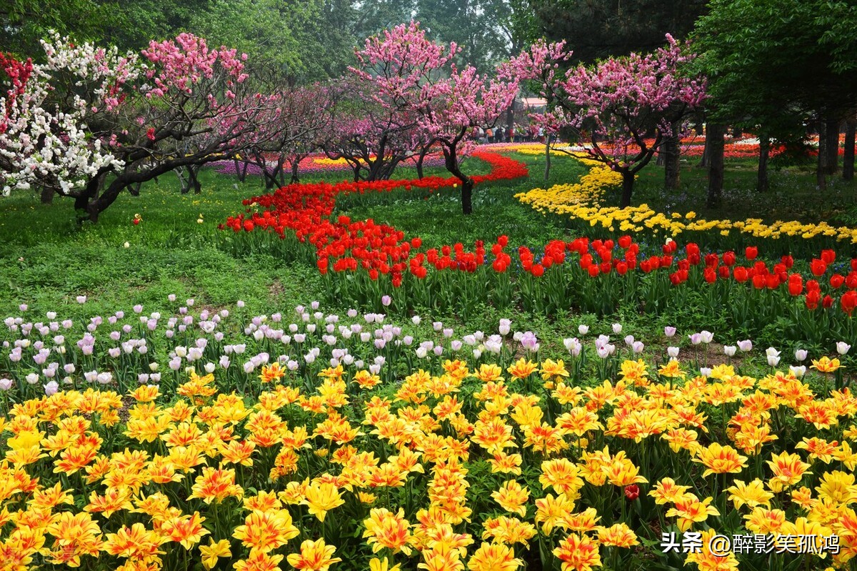 三年级上册语文花的学校重点讲解,三年级上册花的学校课文讲解重点