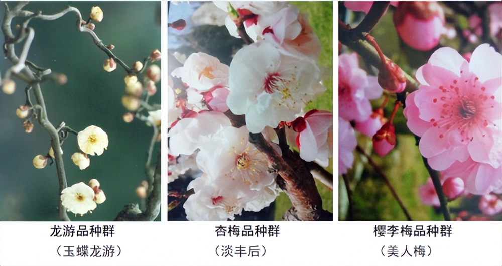 代树刚：“南梅北移”让京城百姓看得见梅花