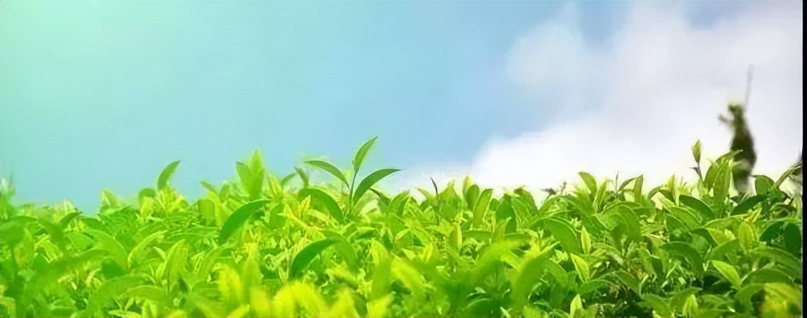 武夷星枞魁茶叶价格 (芳魁茶业有限公司电话)