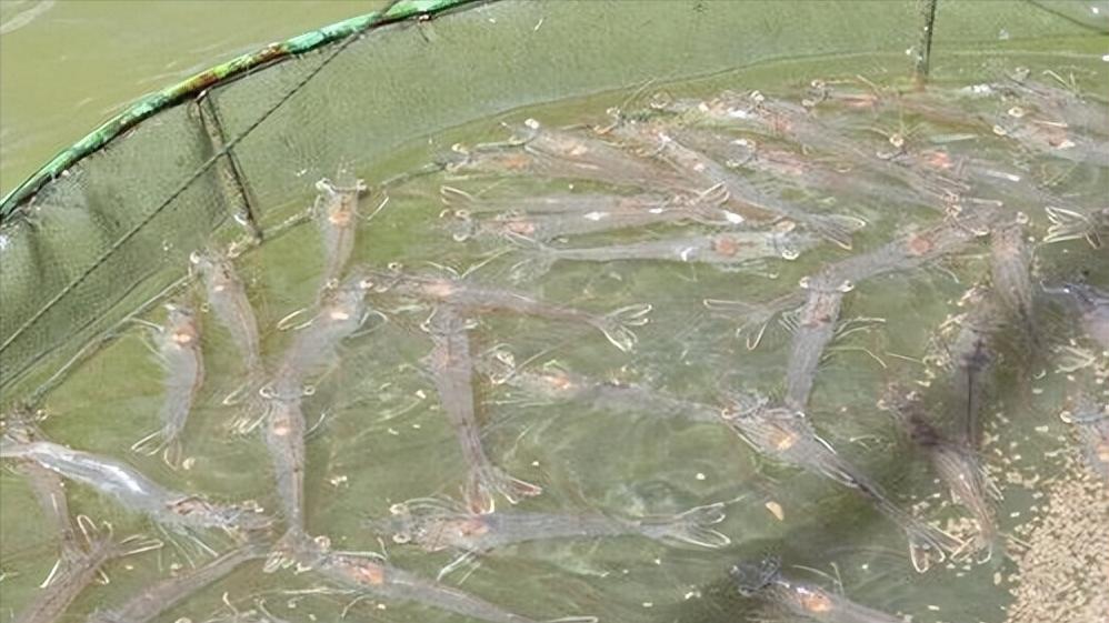 对虾吃料慢又掉苗怎么办,对虾吃料慢肠道变细怎么办