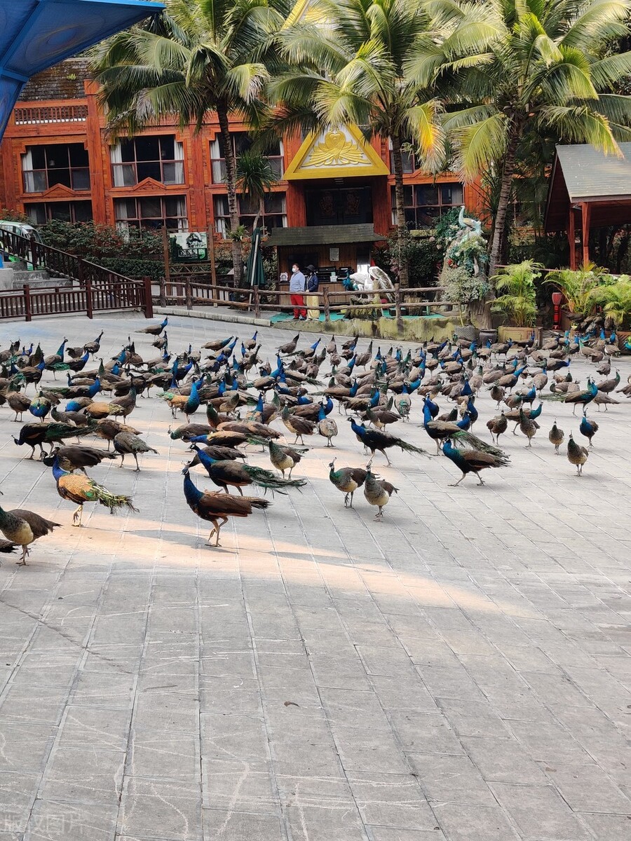 西双版纳旅游攻略有哪些,西双版纳旅游好玩的项目