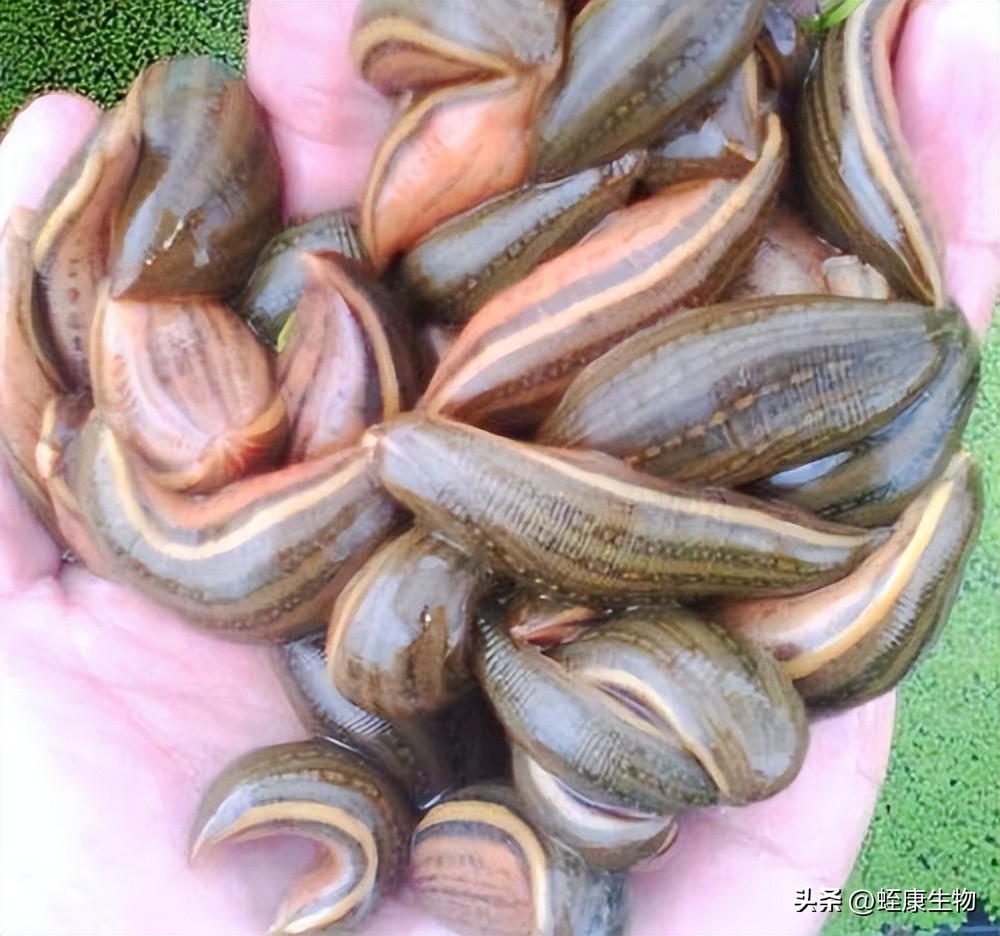 养殖水蛭怎样提高水蛭应激能力,水蛭养殖真正的死亡率