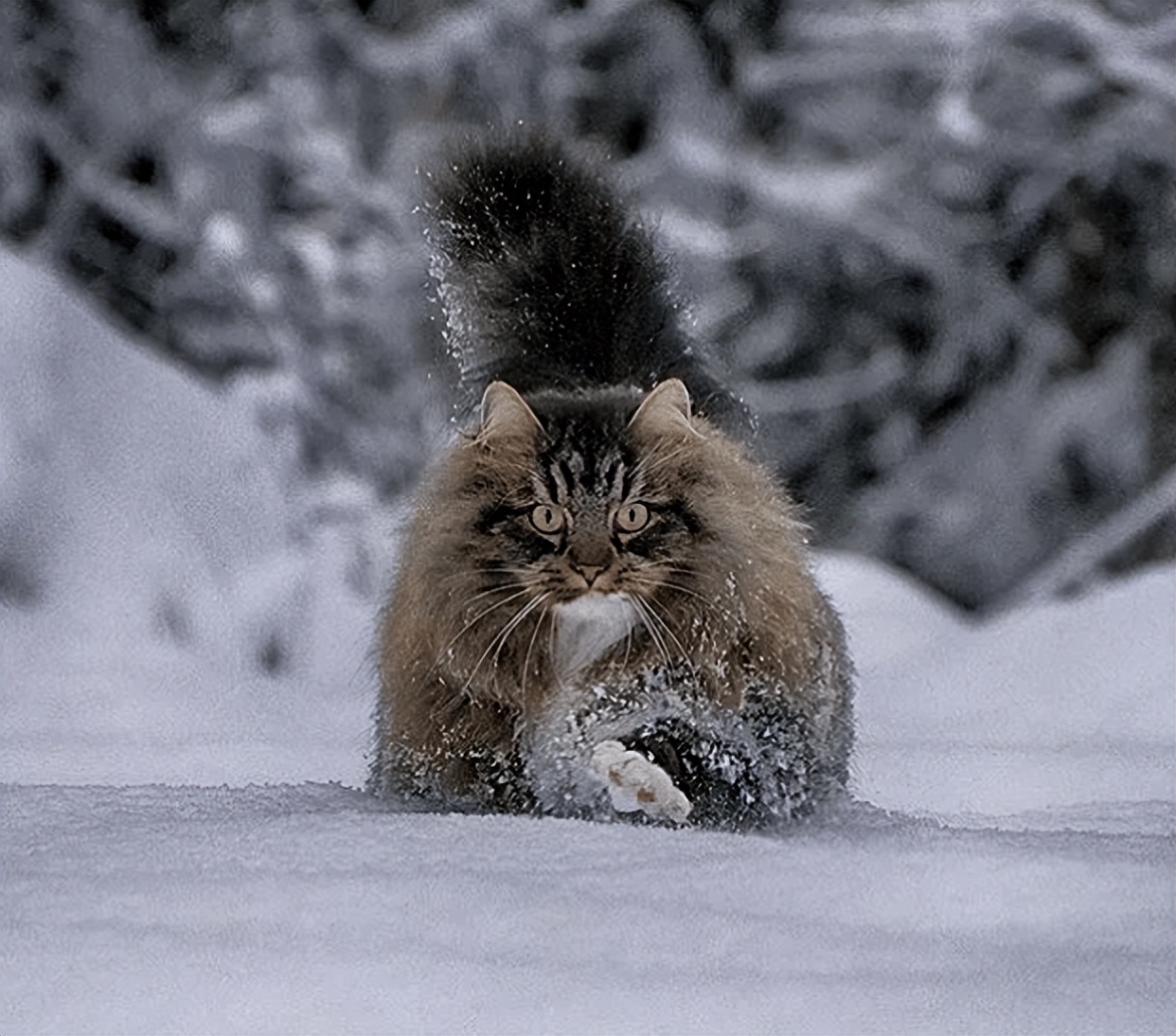 猫界智商最高的5种猫,盘点5种高智商猫咪