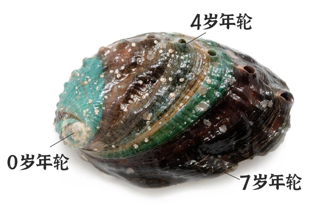 新西兰海鲜一览表,世界海鲜图片