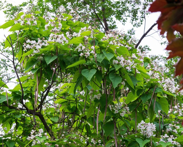 乡土散文:村庄的树