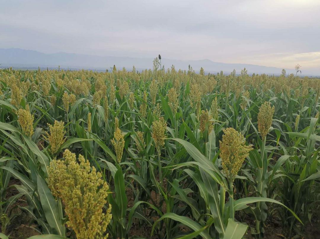 我的199730集,我的1997小说大结局