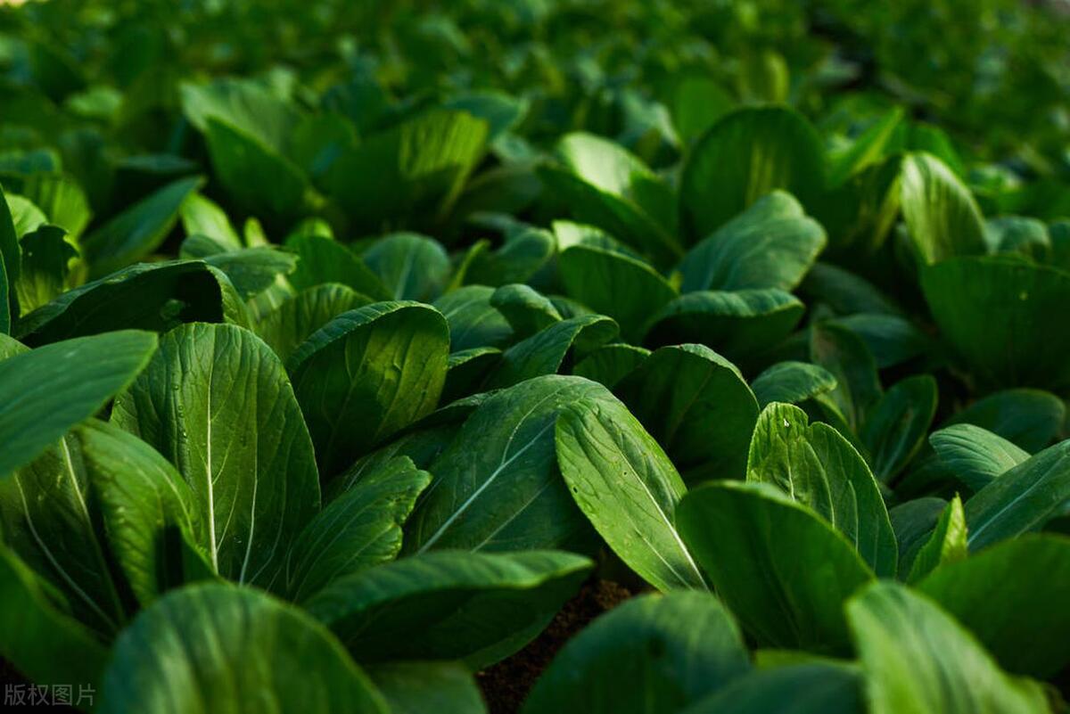 孕期肌瘤过大需要注意饮食,孕期痒疹饮食应该注意什么