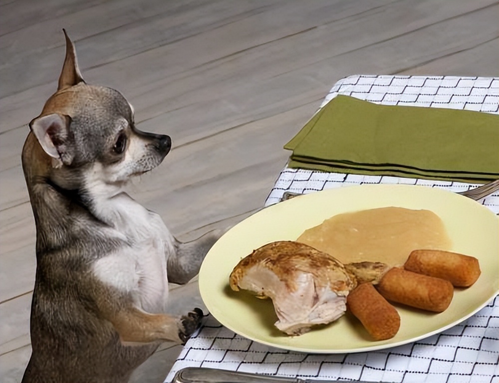 狗狗有小毛病指南,狗狗有这几个坏毛病说明智商高