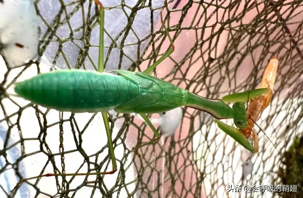 螳螂养殖报告,螳螂饲养观察记录表