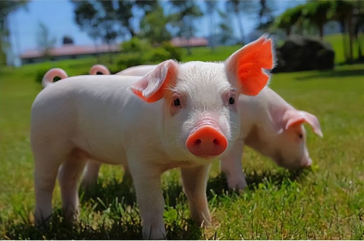 猪拉血稀是什么原因,猪拉血便是啥病怎么办