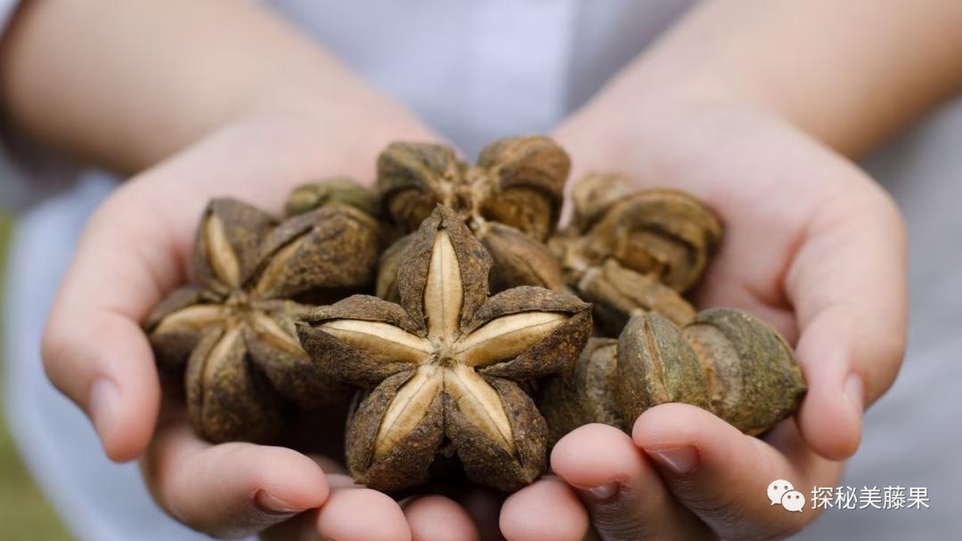 sachainchi是什么，它正在流行