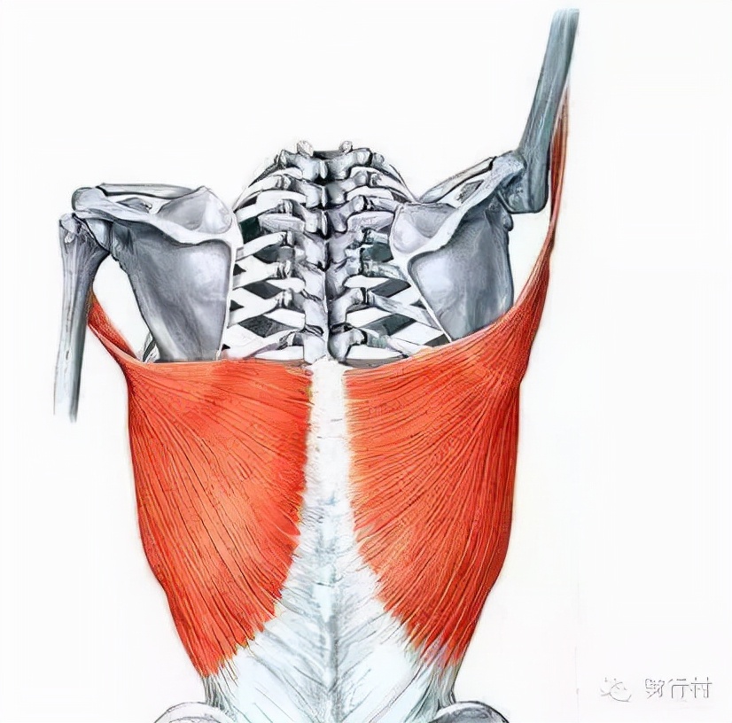 腰痛为什么和脚趾有关,十种原因导致腰痛