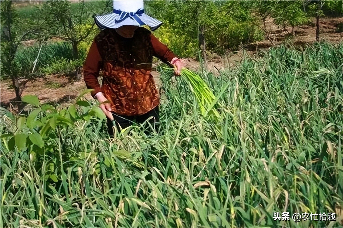 蔬菜批发价突破2元1斤,蔬菜突然猛涨价