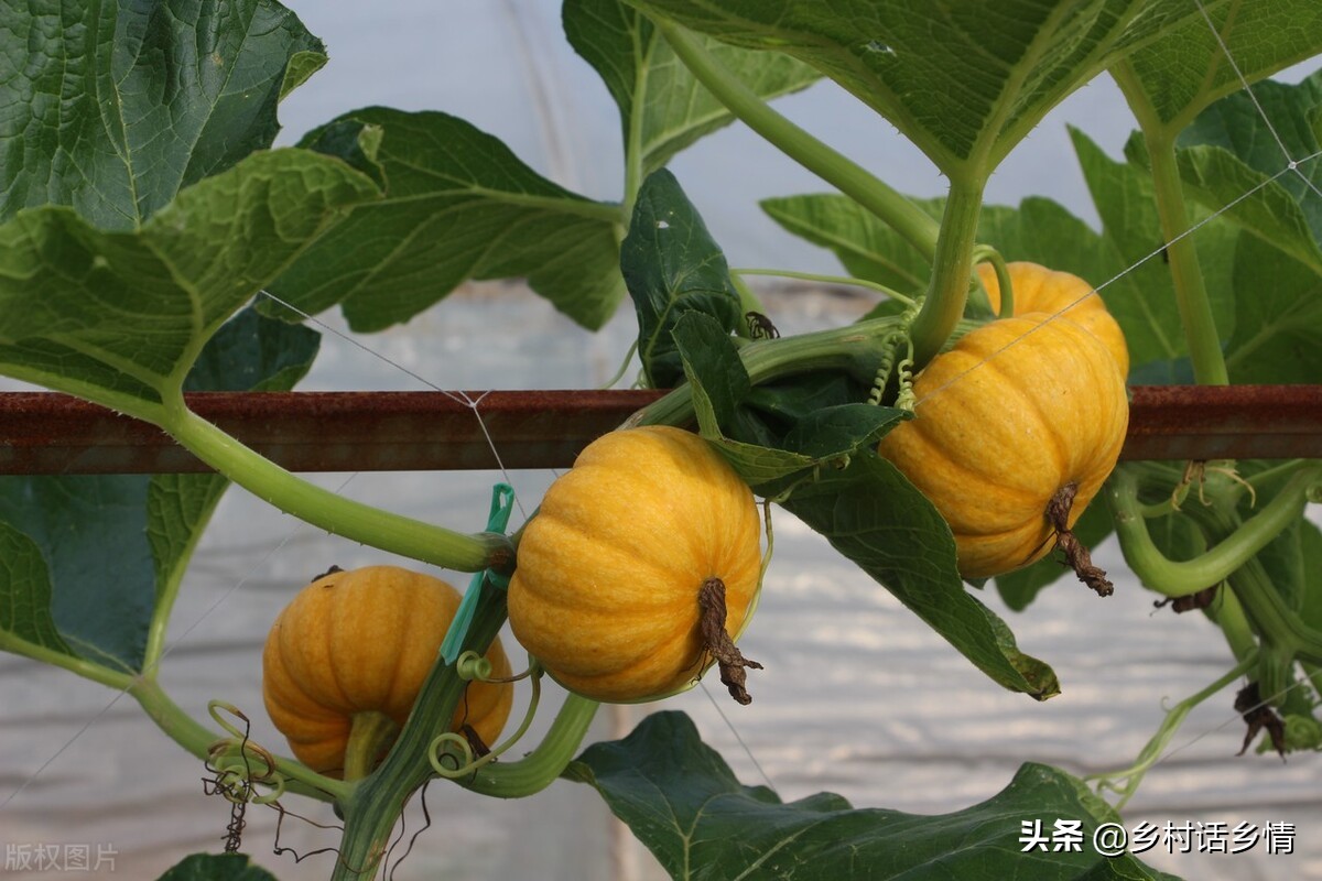 黄瓜南瓜丝瓜的花多半都不会结果,黄瓜瓜苗不结瓜怎么办