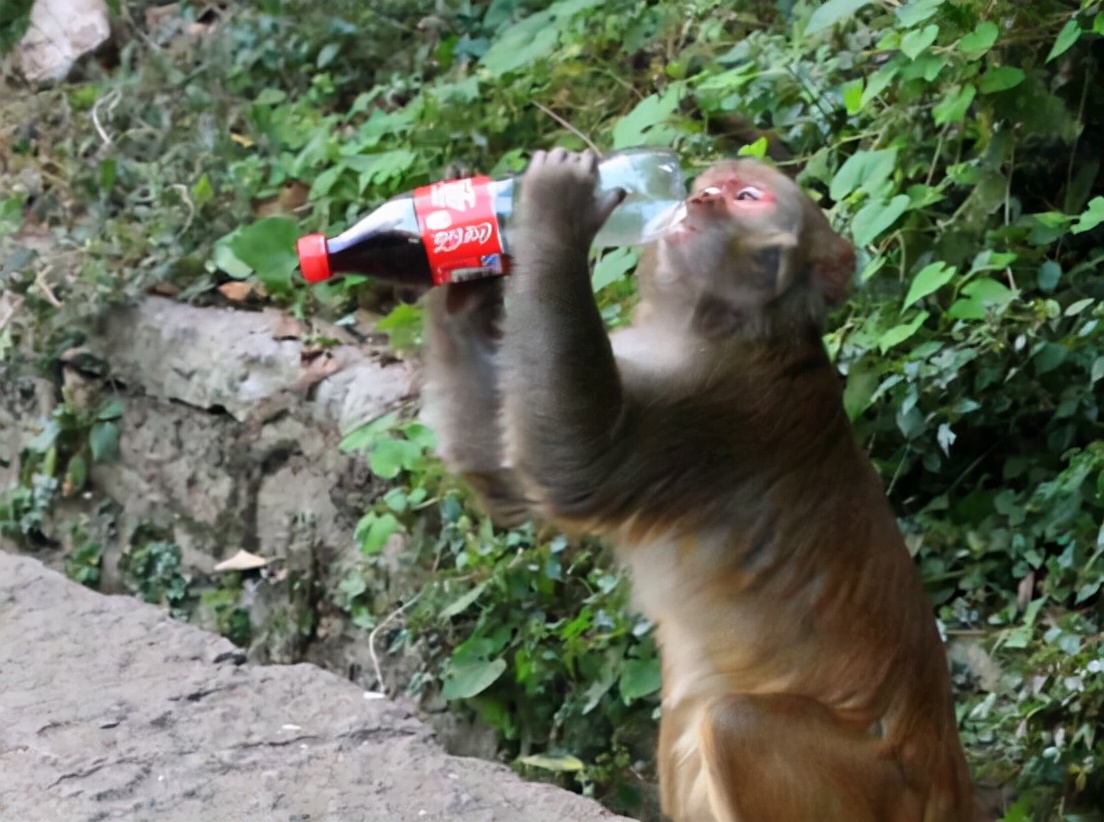 猴子闯入民宅伤人,贵州景区猴子袭击事件