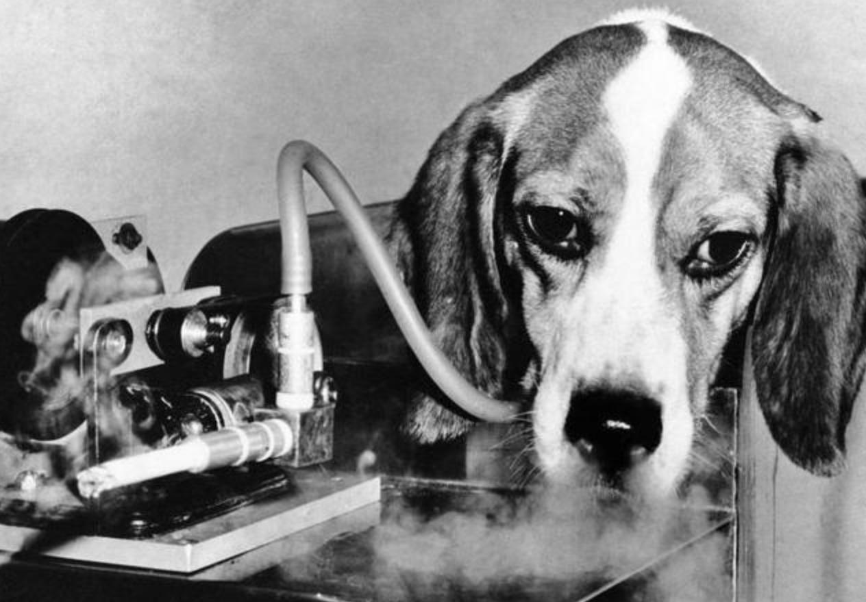 吸烟危害动物实验视频,吸烟对猫狗的危害