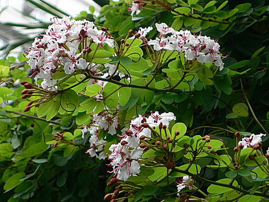 迪拜适合养什么植物,迪拜常见花草