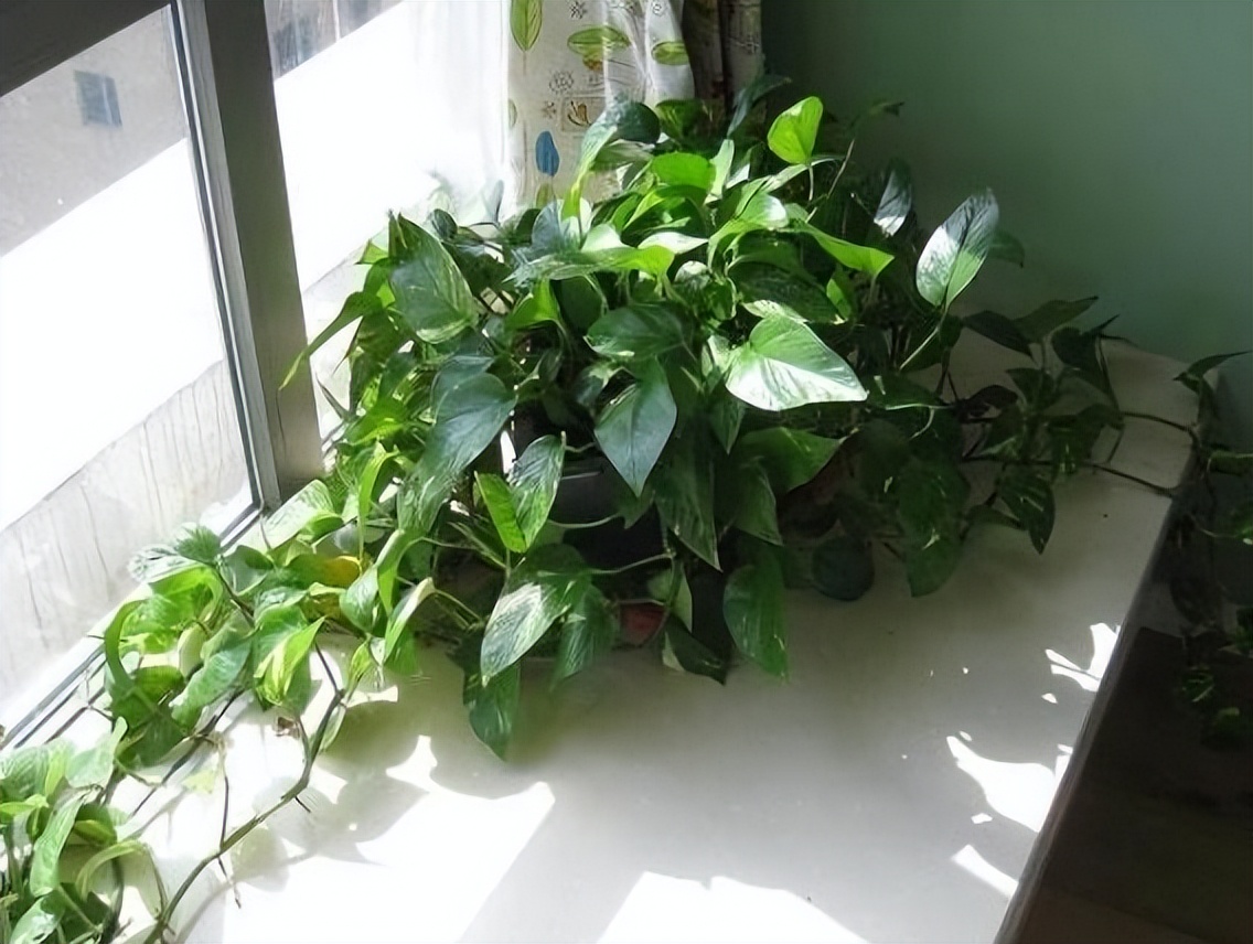 哪些花盆栽能吸甲醛呢图片,水养去甲醛最好的植物