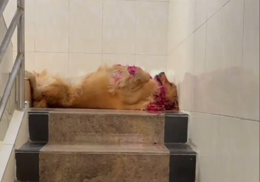 网红金毛coco到底是得了什么病,金毛coco离世原视频