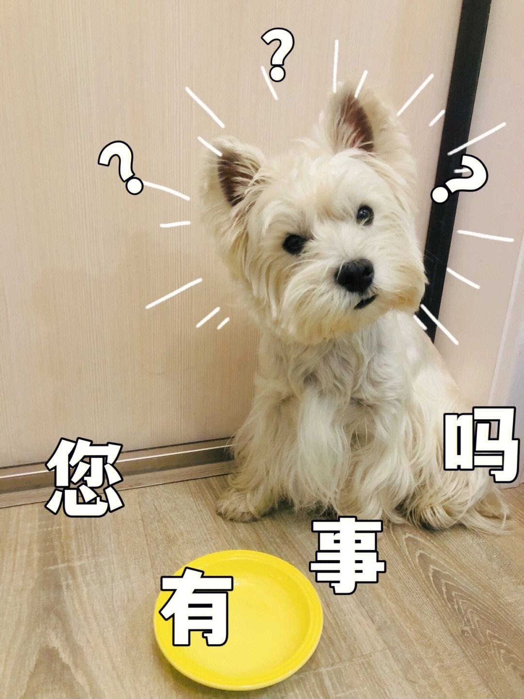 狗狗胆汁反流怎么办,狗狗胆汁淤积有泪痕