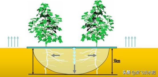 干播湿出的要求,干播湿出后要中耕几次