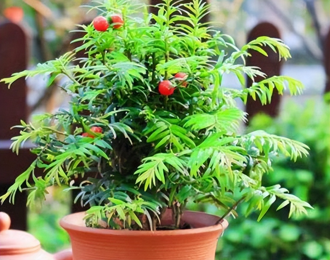 云南亿元户赵国玺：扎根2000亩荒山把废料变“黄金”，狂赚2000万