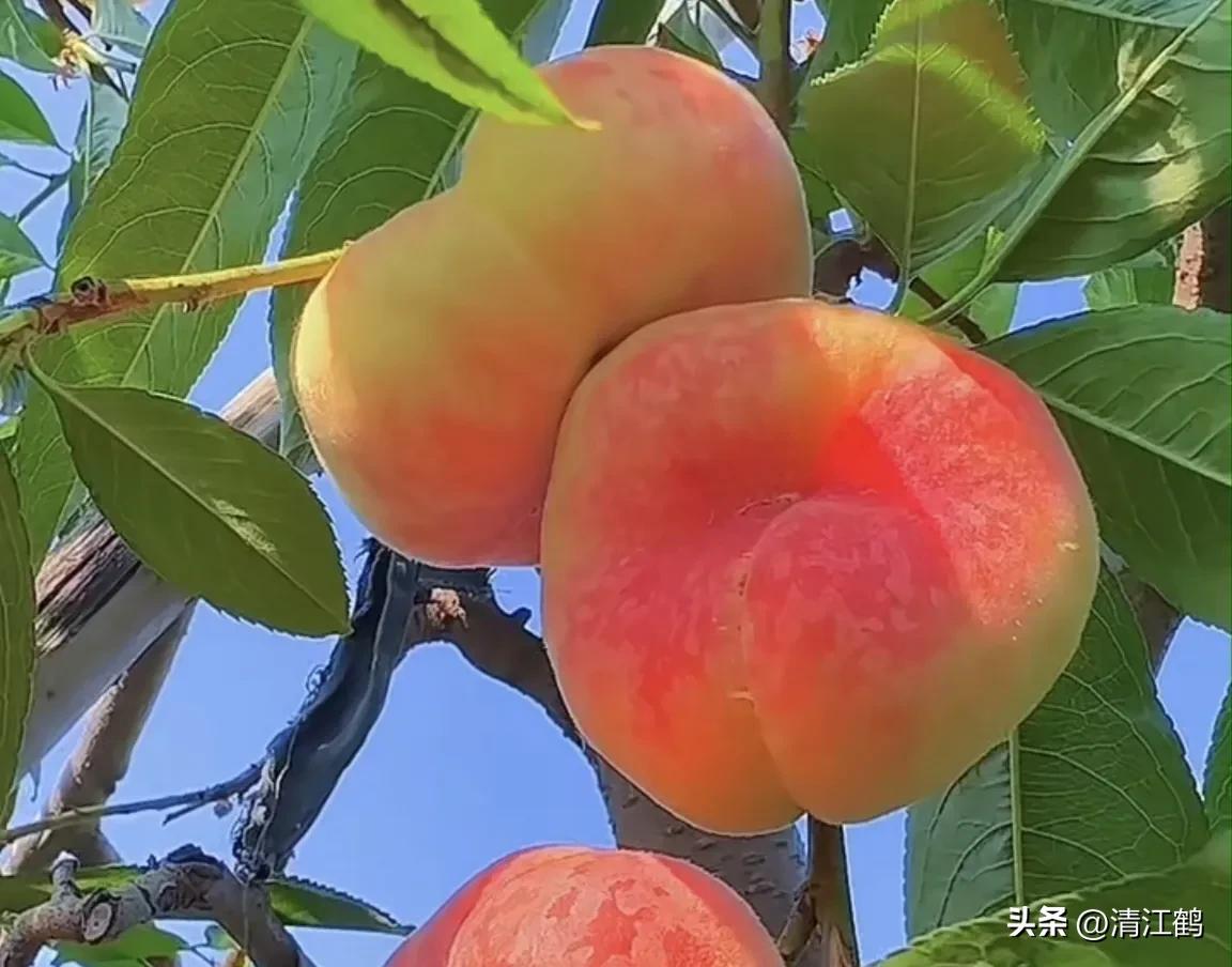 冬桃裂果是什么原因,冬桃烂心咋回事