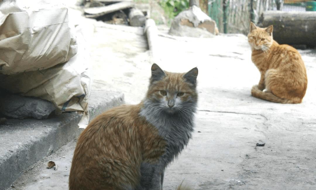 流浪猫数量过多的问题,控制流浪猫数量的方法