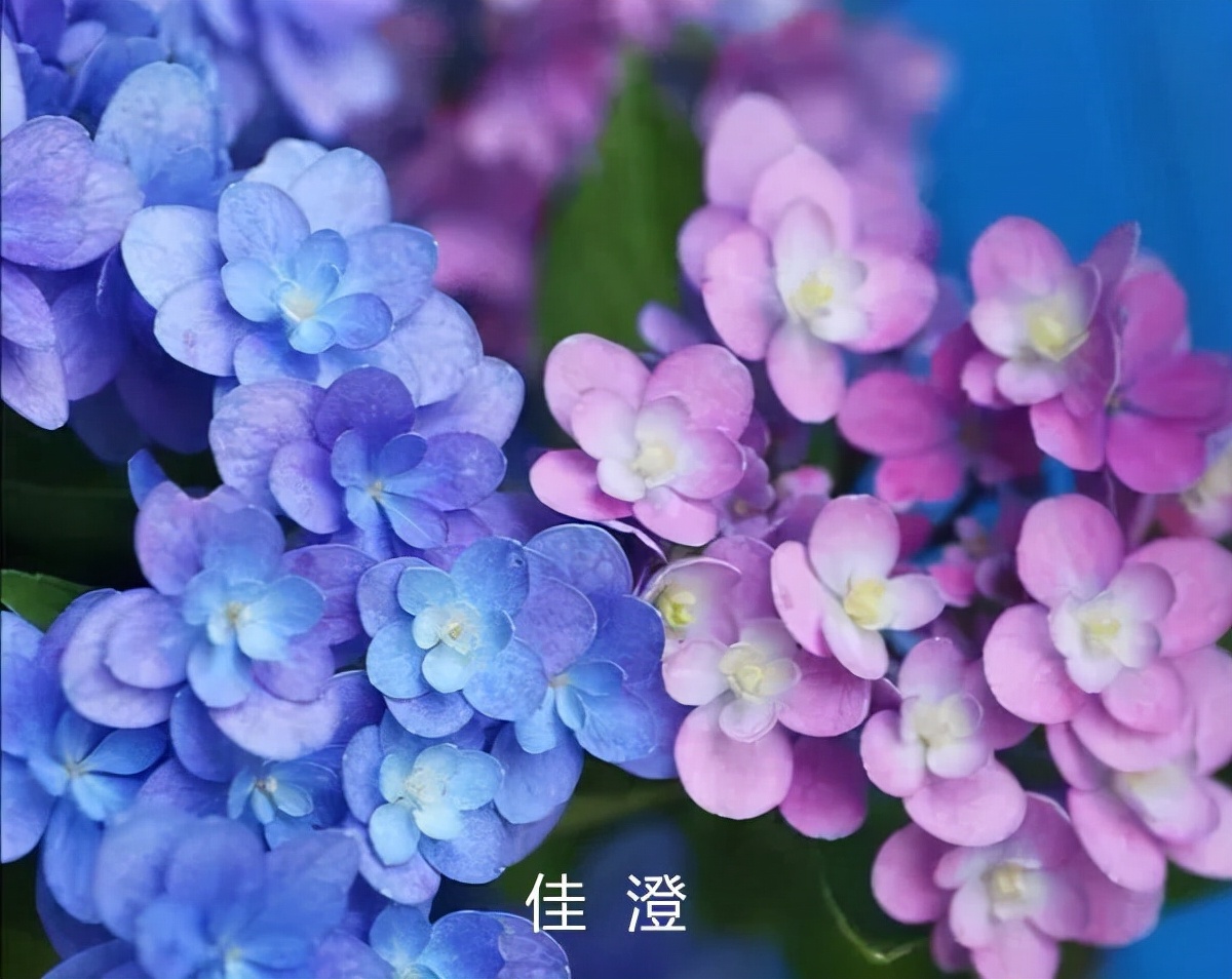 绣球花期一般多久,绣球花期后什么时候修剪
