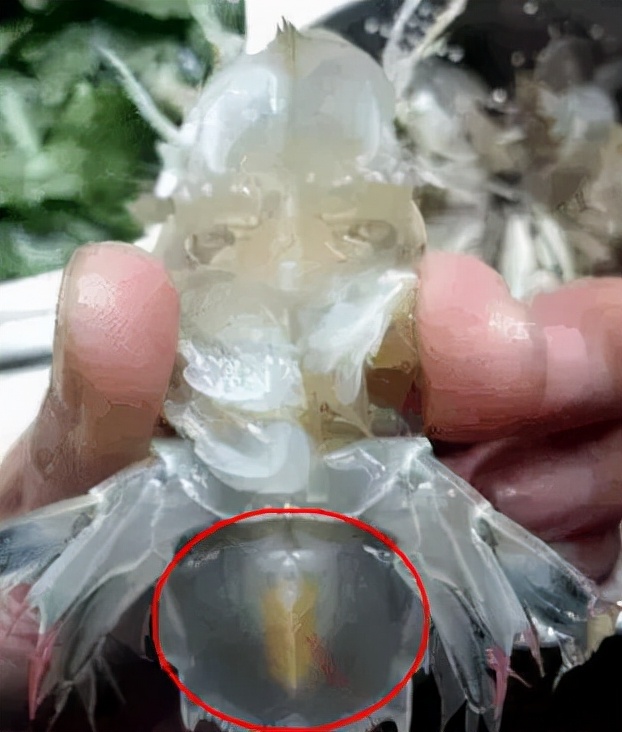 买海鲜应该怎么去买,如何挑选海鲜才是正确的