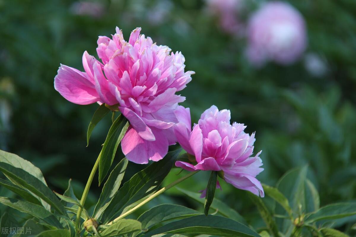 婆家把你当外人时候该怎么做,婆家拿你不当事应该怎么处理