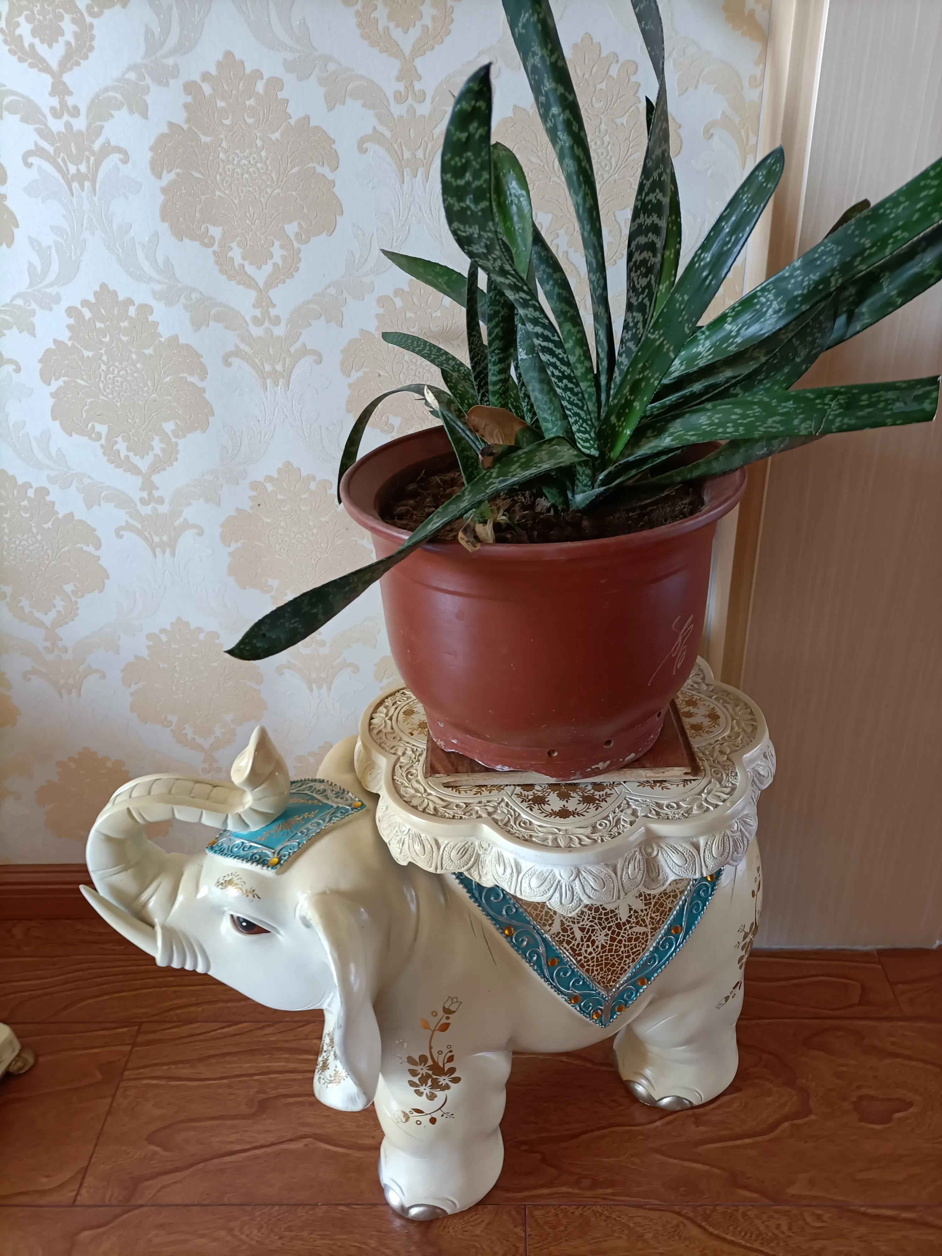 花卉市场的花有什么猫腻,为什么花市的花卉株型特别好