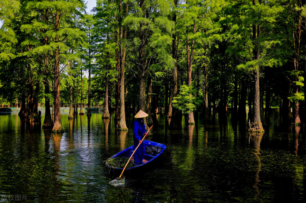上海踏青2022,上海踏青最佳景点2021