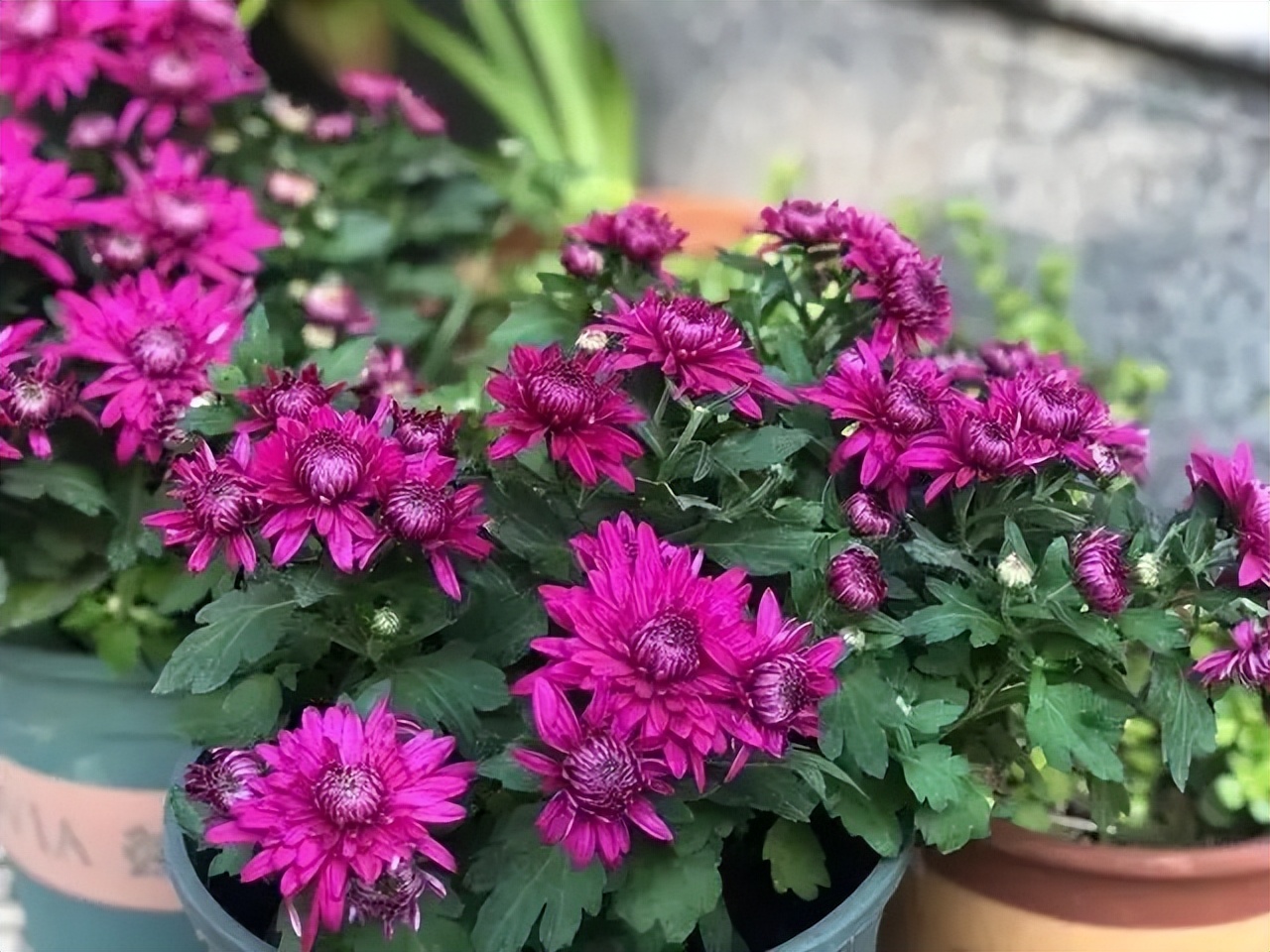 10月份养花注意什么,10月养栀子花