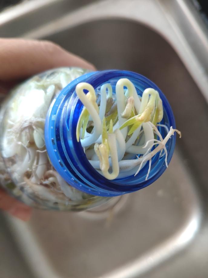 豆芽发苗神器,家用豆芽机发豆芽菜的简单方法