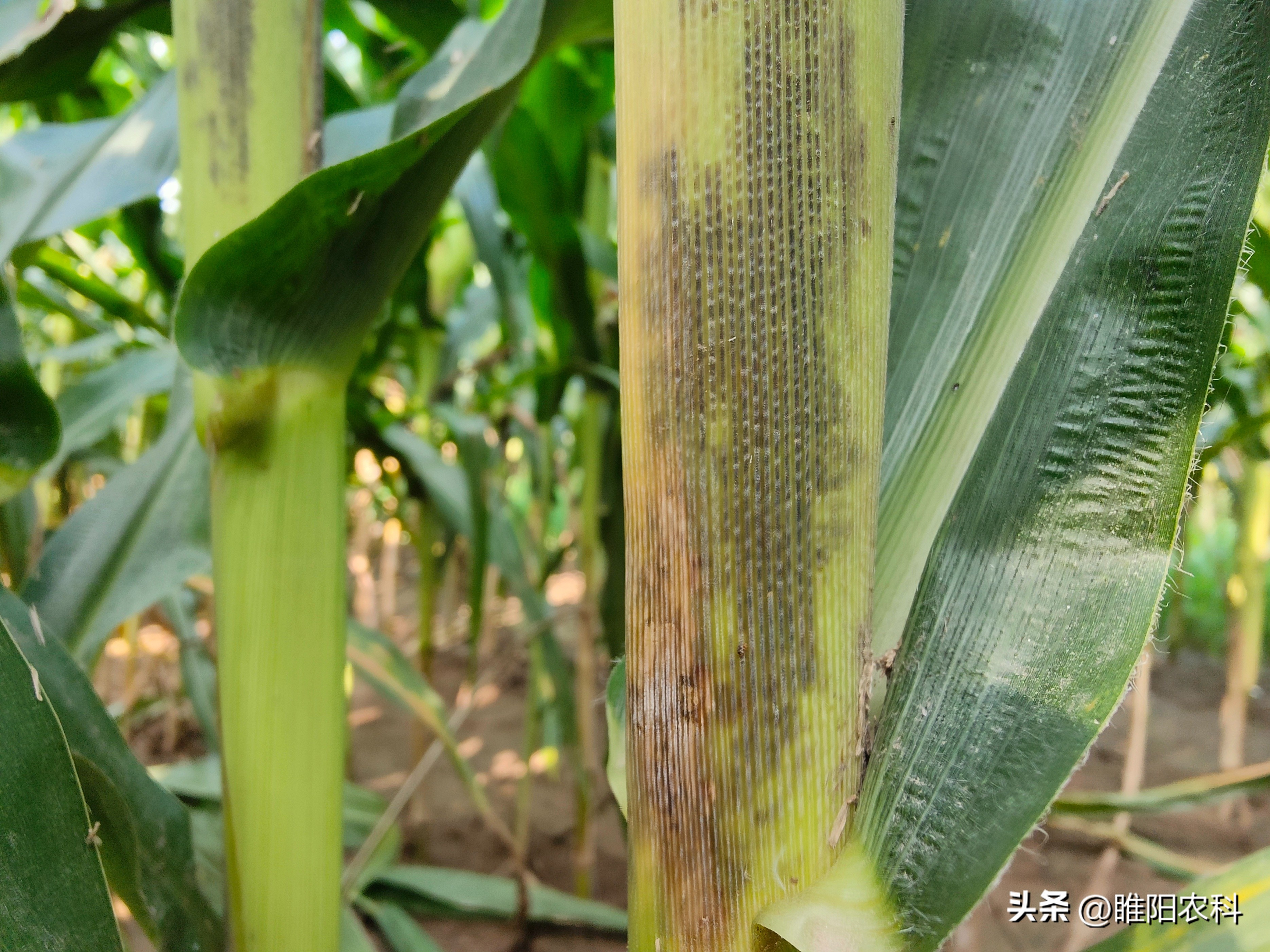 玉米死杆怎么办,玉米生长后期发生枯死是什么原因