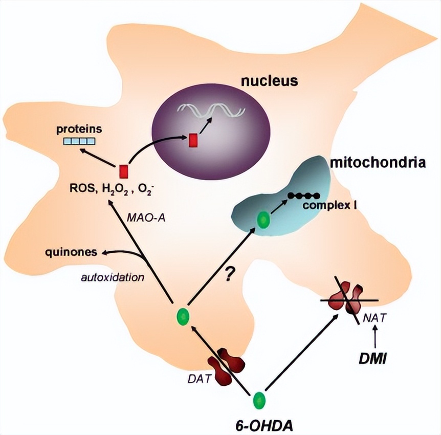 6-OHDA诱导大鼠模型|动物模型构建|大鼠模型构建服务