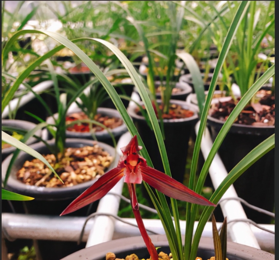 四季开花的杂交兰花,最值得养的杂交兰花