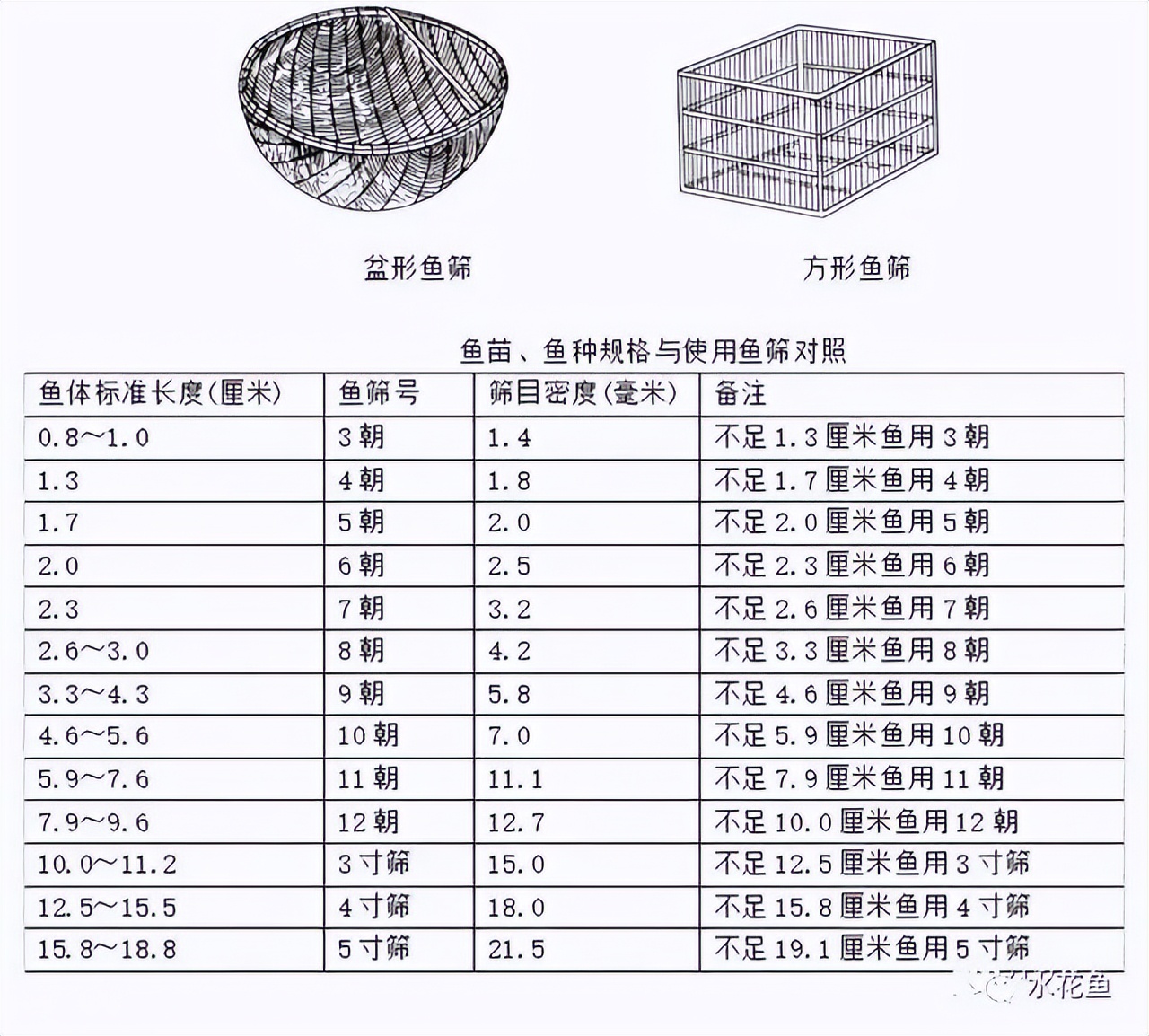 筛鱼神器小筛,4厘米宽的鱼筛可以筛多大的鱼