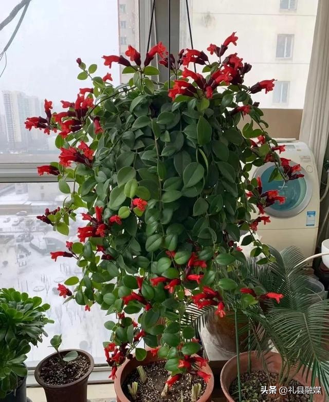 吊兰的品种与名称图片欣赏及介绍,吊兰有几种品种图片及名称介绍