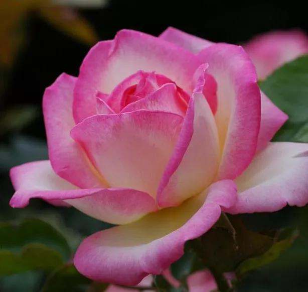 月季品种醉花,月季品种大全及图片欣赏