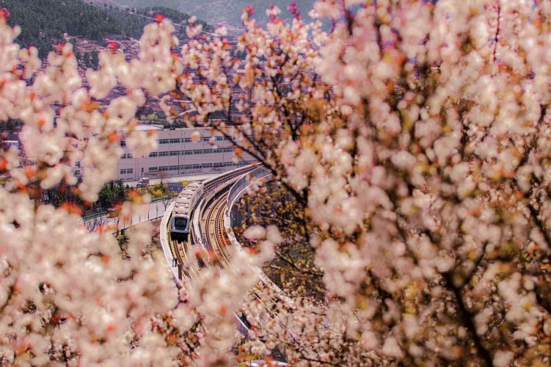 疫情快过去吧，我不想错过这座海滨老城的春天