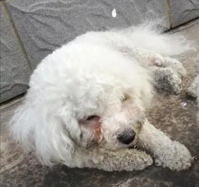 让比熊流浪等于让它“送死”，希望你别抛弃它