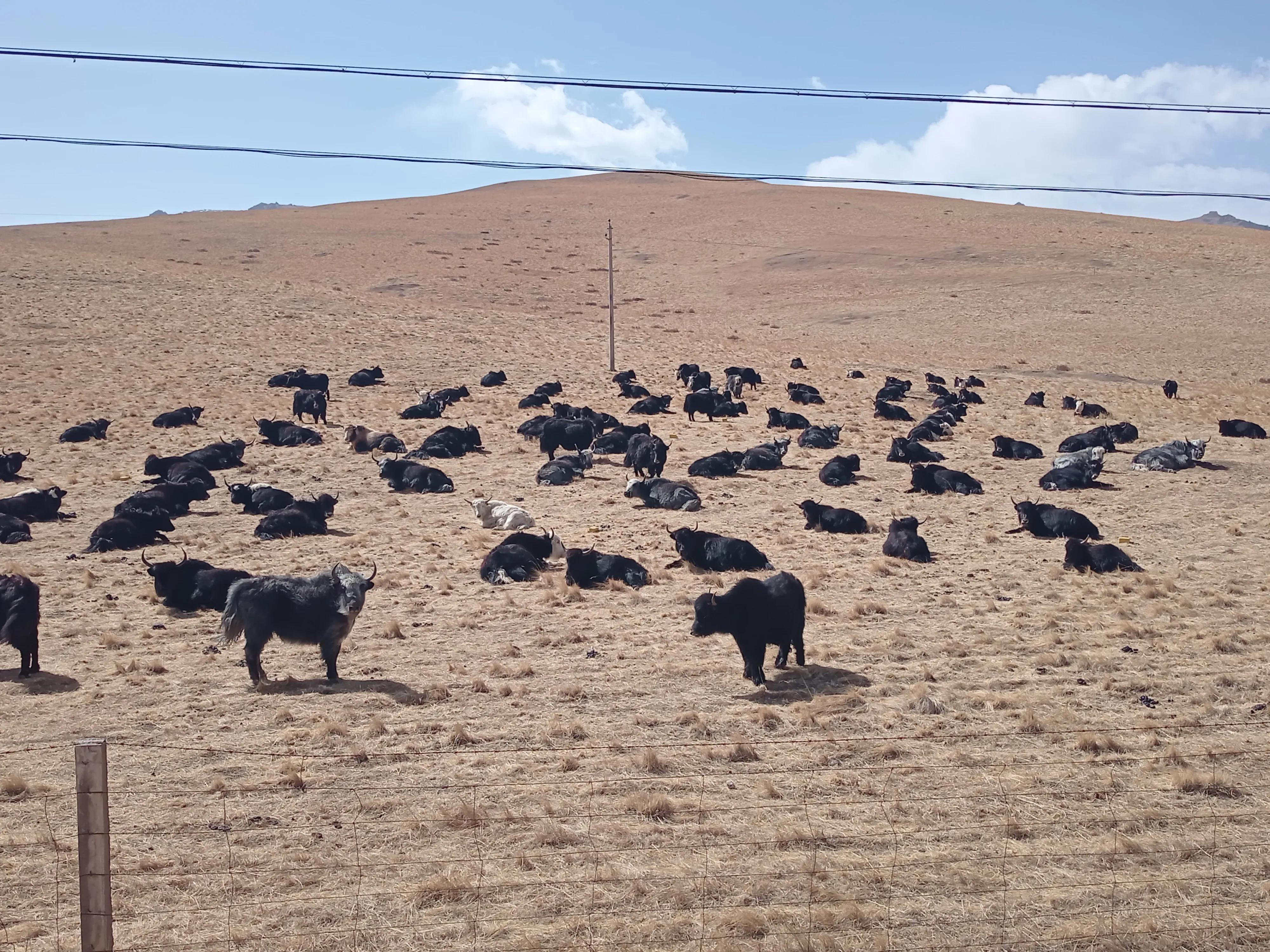养羊和养牛哪个省力风险低,养牛养羊哪个省力