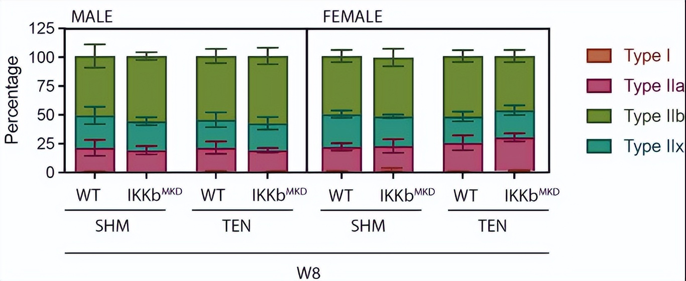 核因子,NFκB,在临床治疗上,是否与腱切断术的肌肉萎缩无关?