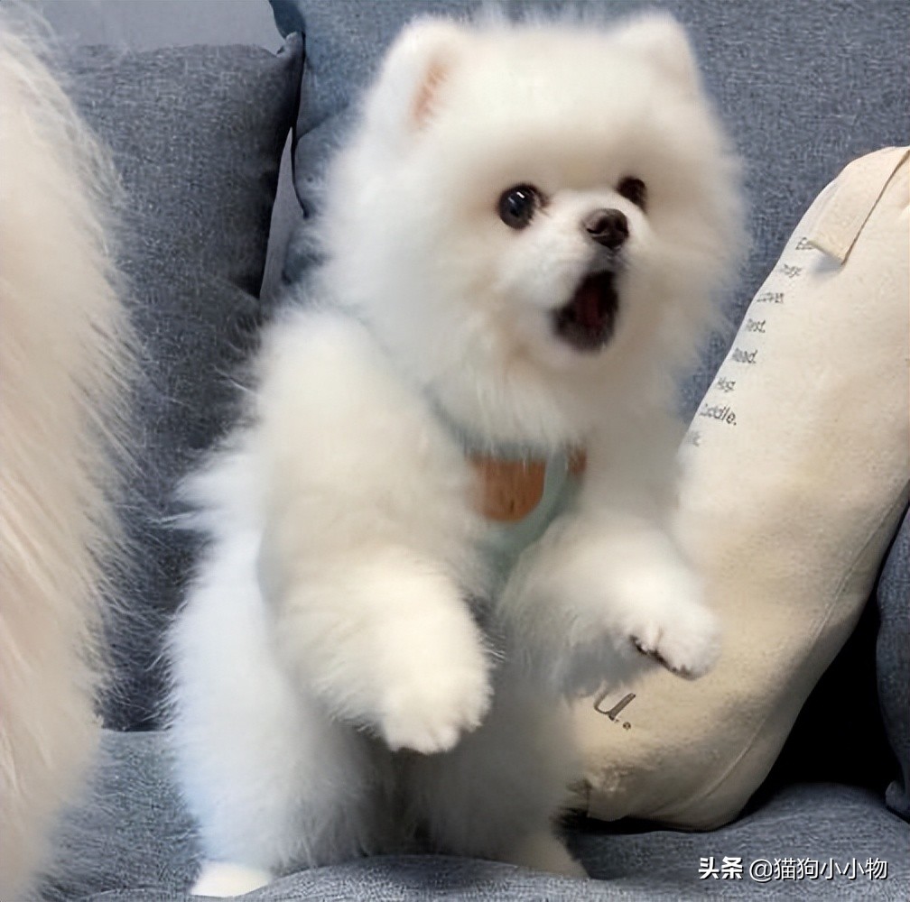 狗没有亲子观念吗,狗没有生殖器官吗